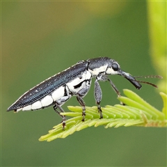 Rhinotia sp. (genus) (Unidentified Rhinotia weevil) at Gundaroo, NSW - 21 Dec 2024 by ConBoekel