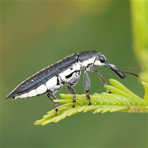 Rhinotia sp. (genus) at Gundaroo, NSW - 21 Dec 2024