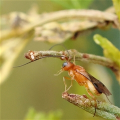 Unidentified Wasp (Hymenoptera, Apocrita) at Gundaroo, NSW - 20 Dec 2024 by ConBoekel