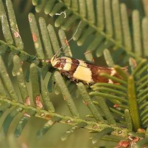 Macrobathra chrysotoxa at Gundaroo, NSW - 21 Dec 2024 07:53 AM