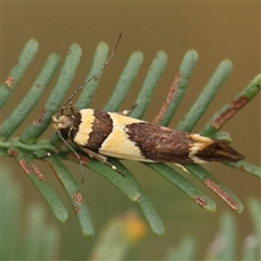 Macrobathra chrysotoxa at Gundaroo, NSW - 21 Dec 2024 07:53 AM