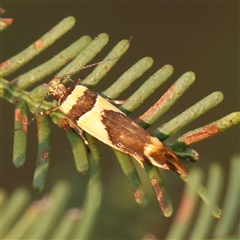 Macrobathra chrysotoxa at Gundaroo, NSW - 21 Dec 2024 07:53 AM