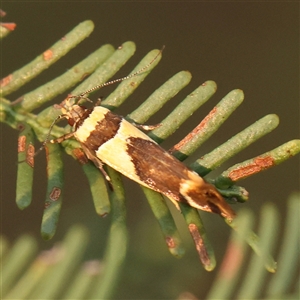 Macrobathra chrysotoxa at Gundaroo, NSW - 21 Dec 2024 07:53 AM