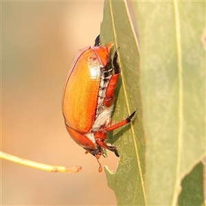 Anoplognathus montanus at Gundaroo, NSW - 21 Dec 2024 07:57 AM