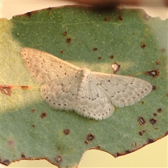 Idaea philocosma (Flecked Wave) at Gundaroo, NSW - 21 Dec 2024 by ConBoekel