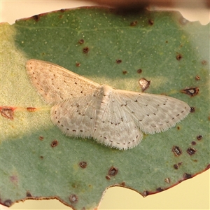 Idaea philocosma at Gundaroo, NSW - 21 Dec 2024 08:00 AM