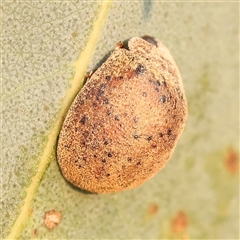 Trachymela sp. (genus) (Brown button beetle) at Gundaroo, NSW - 21 Dec 2024 by ConBoekel