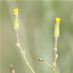 Senecio quadridentatus (Cotton Fireweed) at Gundaroo, NSW - 21 Dec 2024 by ConBoekel