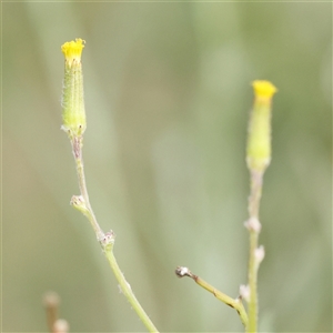 Senecio quadridentatus at Gundaroo, NSW - 21 Dec 2024 08:03 AM