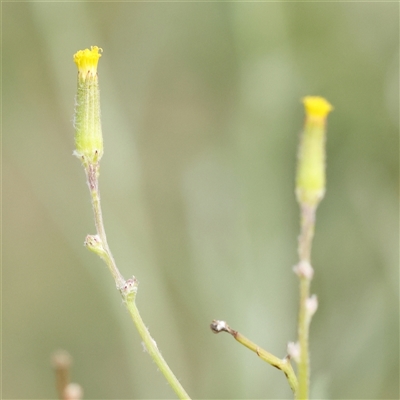 Senecio quadridentatus (Cotton Fireweed) at Gundaroo, NSW - 20 Dec 2024 by ConBoekel