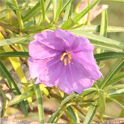 Solanum linearifolium (Kangaroo Apple) at Gundaroo, NSW - 21 Dec 2024 by ConBoekel