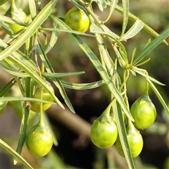 Solanum linearifolium at Gundaroo, NSW - 21 Dec 2024