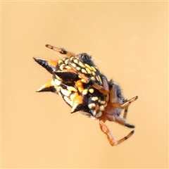 Austracantha minax (Christmas Spider, Jewel Spider) at Gundaroo, NSW - 21 Dec 2024 by ConBoekel