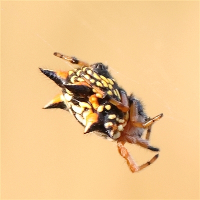 Austracantha minax (Christmas Spider, Jewel Spider) at Gundaroo, NSW - 20 Dec 2024 by ConBoekel