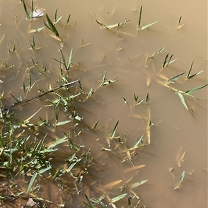 Paspalum distichum at Boorowa, NSW - 2 Dec 2024