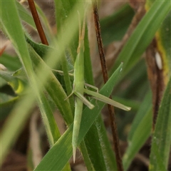 Acrida conica (Giant green slantface) at Gundaroo, NSW - 21 Dec 2024 by ConBoekel