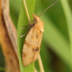 Epiphyas postvittana (Light Brown Apple Moth) at Gundaroo, NSW - 20 Dec 2024 by ConBoekel