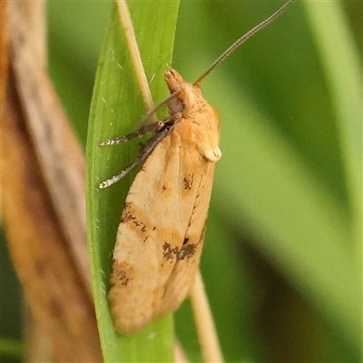 Epiphyas postvittana (Light Brown Apple Moth) at Gundaroo, NSW - 21 Dec 2024 by ConBoekel
