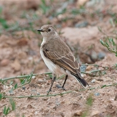 Epthianura albifrons (White-fronted Chat) at Denman Prospect, ACT - 22 Dec 2024 by Kenp12