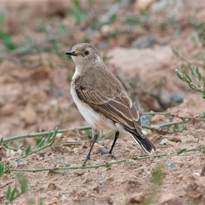 Epthianura albifrons at Denman Prospect, ACT - 22 Dec 2024 09:48 AM