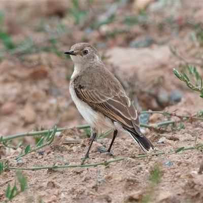 Epthianura albifrons (White-fronted Chat) at Denman Prospect, ACT - 22 Dec 2024 by Kenp12