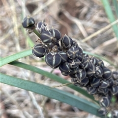 Lomandra multiflora (Many-flowered Matrush) at Boorowa, NSW - 2 Dec 2024 by JaneR