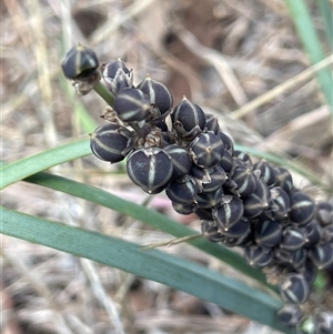 Lomandra multiflora at Boorowa, NSW - 2 Dec 2024