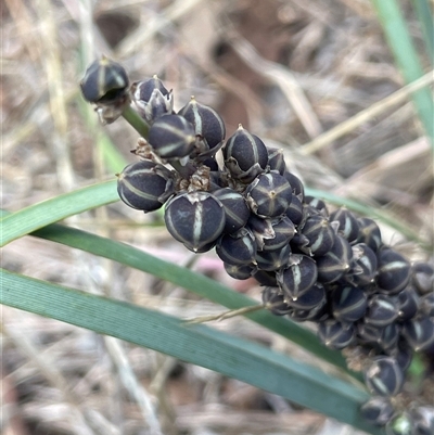 Lomandra multiflora (Many-flowered Matrush) at Boorowa, NSW - 2 Dec 2024 by JaneR