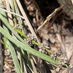 Lomandra multiflora at Boorowa, NSW - 2 Dec 2024