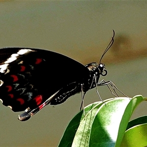 Papilio aegeus at Goulburn, NSW - 22 Dec 2024 11:18 AM