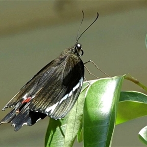 Papilio aegeus at Goulburn, NSW - 22 Dec 2024 11:18 AM