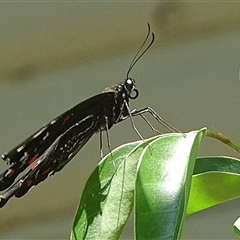 Papilio aegeus at Goulburn, NSW - 22 Dec 2024 11:18 AM