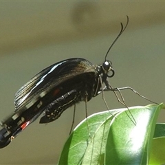 Papilio aegeus at Goulburn, NSW - 22 Dec 2024 11:18 AM