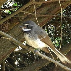 Rhipidura albiscapa (Grey Fantail) at Goulburn, NSW - 22 Dec 2024 by Milly