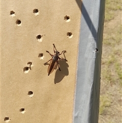 Neoaratus hercules at Stromlo, ACT - 22 Dec 2024