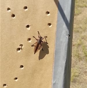 Neoaratus hercules at Stromlo, ACT - 22 Dec 2024 10:55 AM