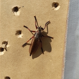 Neoaratus hercules at Stromlo, ACT - 22 Dec 2024 10:55 AM