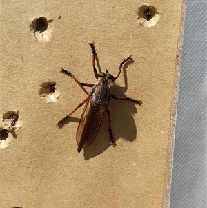 Neoaratus hercules at Stromlo, ACT - 22 Dec 2024 10:55 AM