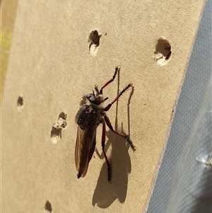 Neoaratus hercules at Stromlo, ACT - 22 Dec 2024 10:55 AM