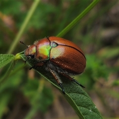 Anoplognathus hirsutus (Hirsute Christmas beetle) at Captains Flat, NSW - 22 Dec 2024 by Csteele4