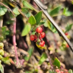 Einadia nutans subsp. nutans (Climbing Saltbush) at Captains Flat, NSW - 22 Dec 2024 by Csteele4