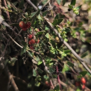 Einadia nutans subsp. nutans at Captains Flat, NSW - 22 Dec 2024