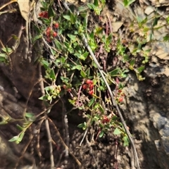 Einadia nutans subsp. nutans at Captains Flat, NSW - 22 Dec 2024