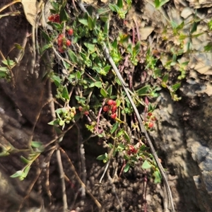 Einadia nutans subsp. nutans at Captains Flat, NSW - 22 Dec 2024