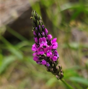 Cullen microcephalum at Captains Flat, NSW - 22 Dec 2024