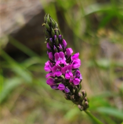 Cullen microcephalum (Dusky Scurf-pea) at Captains Flat, NSW - 22 Dec 2024 by Csteele4