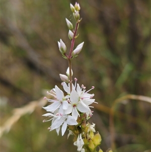 Veronica derwentiana at Captains Flat, NSW - 22 Dec 2024