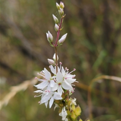 Veronica derwentiana (Derwent Speedwell) at Captains Flat, NSW - 22 Dec 2024 by Csteele4