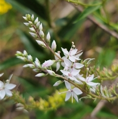 Veronica derwentiana at Captains Flat, NSW - 22 Dec 2024