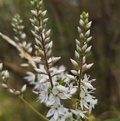 Veronica derwentiana at Captains Flat, NSW - 22 Dec 2024